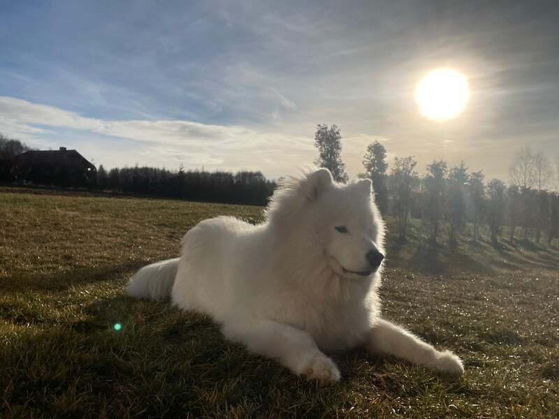 Samoyed mascul pedigree, campion, disponibil pentru monta imperechere