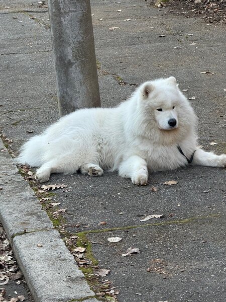 Samoyed mascul pedigree, campion, disponibil pentru monta imperechere