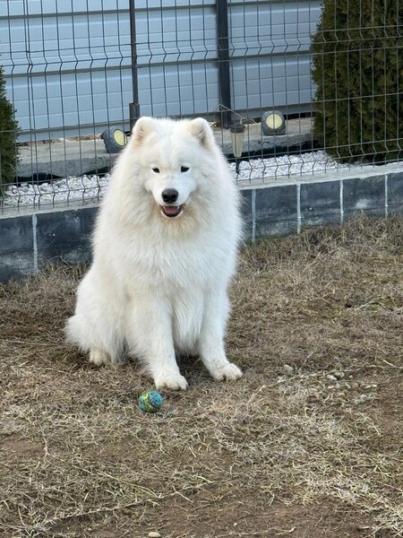 Samoyed mascul pedigree, campion, disponibil pentru monta imperechere