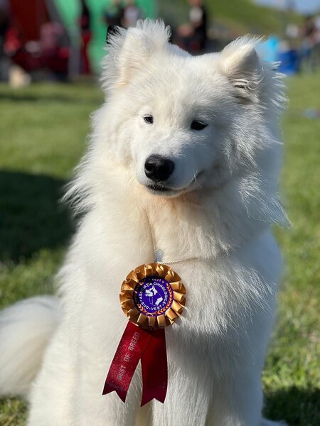 Samoyed mascul pedigree, campion, disponibil pentru monta imperechere