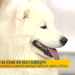 Samoyed mascul pedigree, campion, disponibil pentru monta imperechere